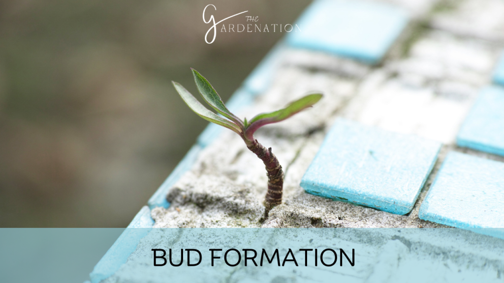 Bud Formation