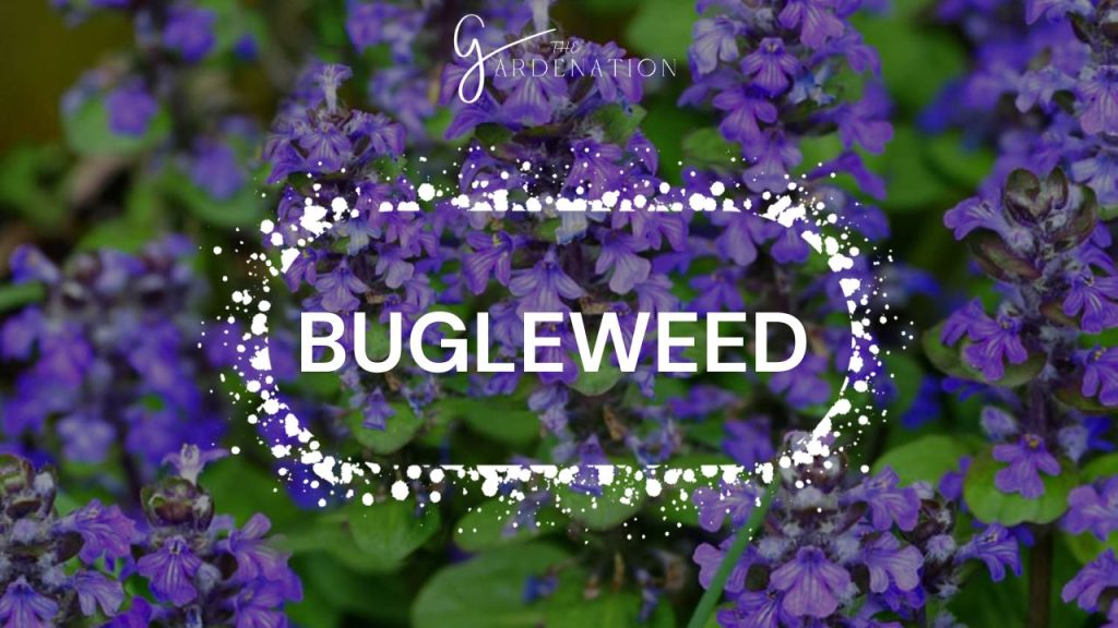 Bugleweed  