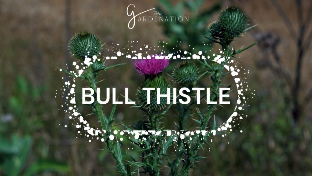 Bull Thistle 22 Little Purple Flowers In Grass