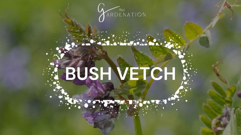 Bush Vetch