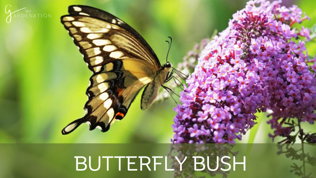 Butterfly Bush by the gardenation