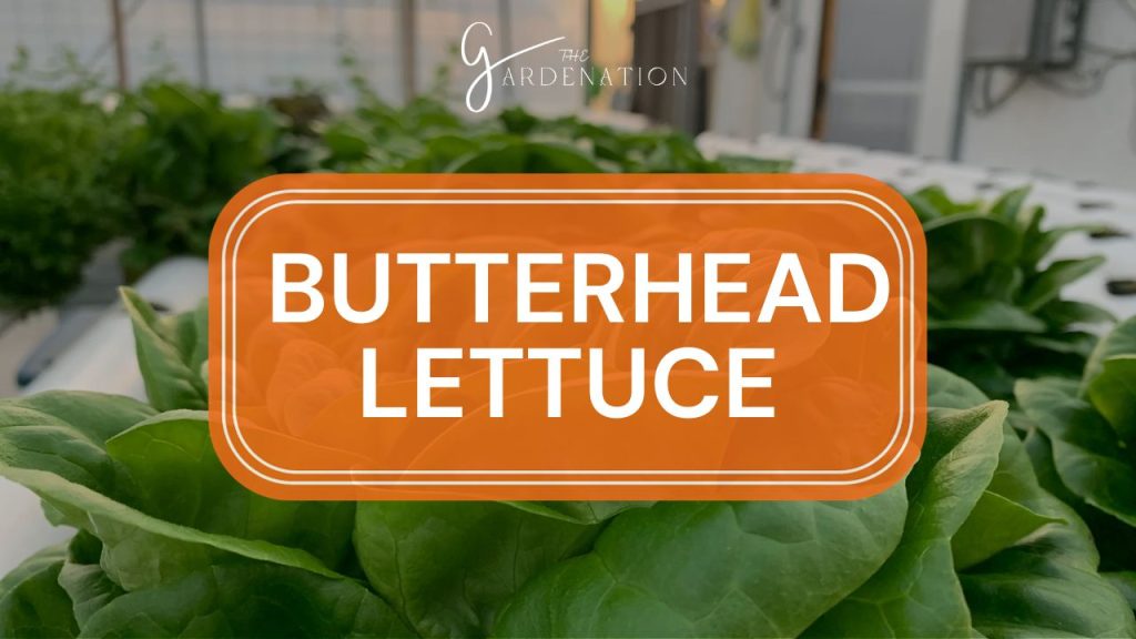  Butterhead Lettuce