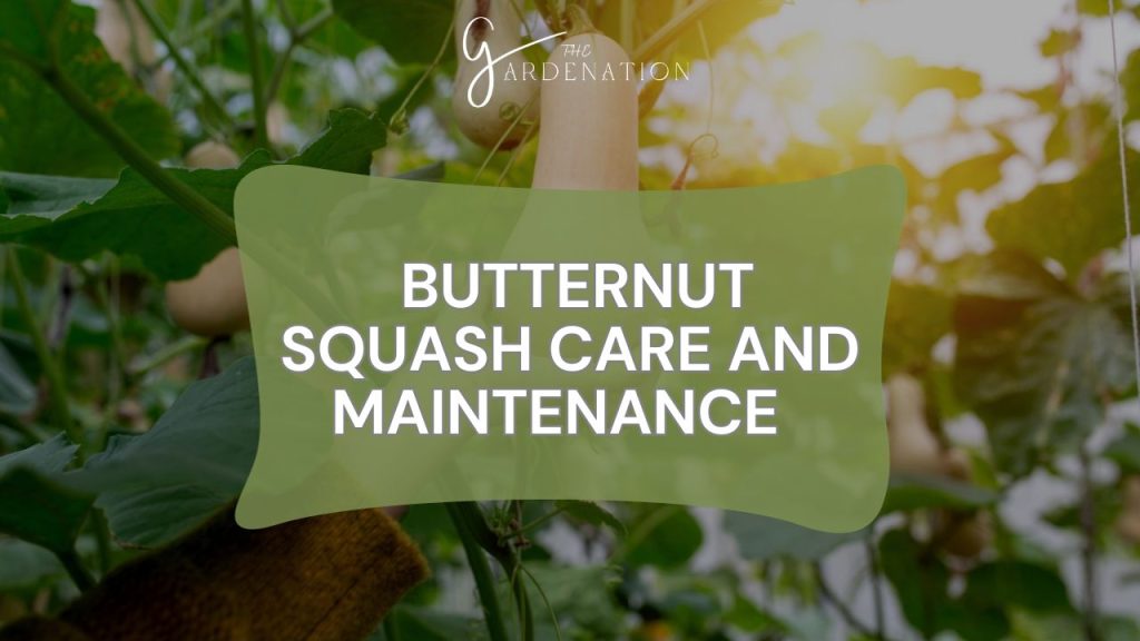  Butternut Squash Care and Maintenance  