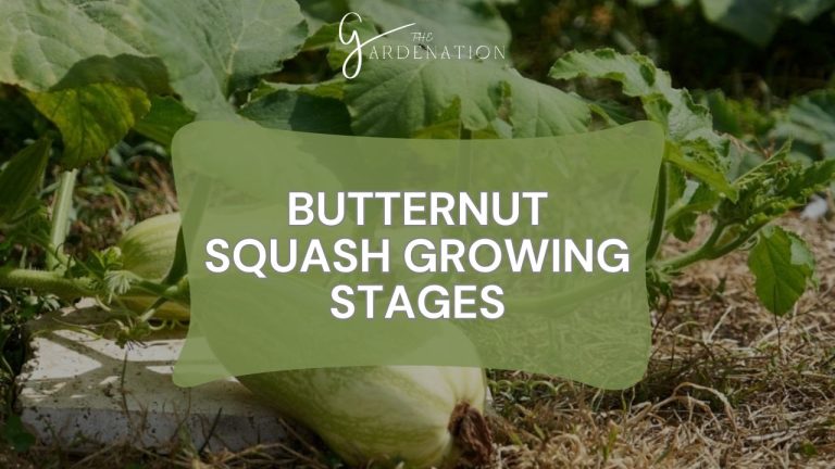 Butternut Squash Growing Stages