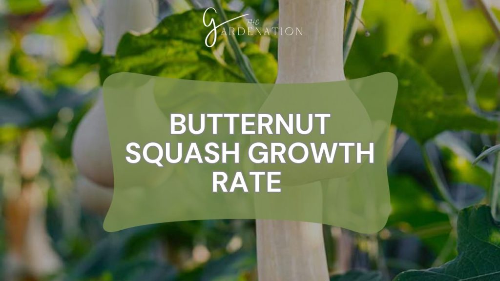 Butternut Squash Growth Rate 