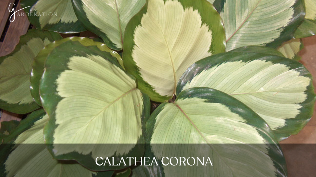 Calathea Corona