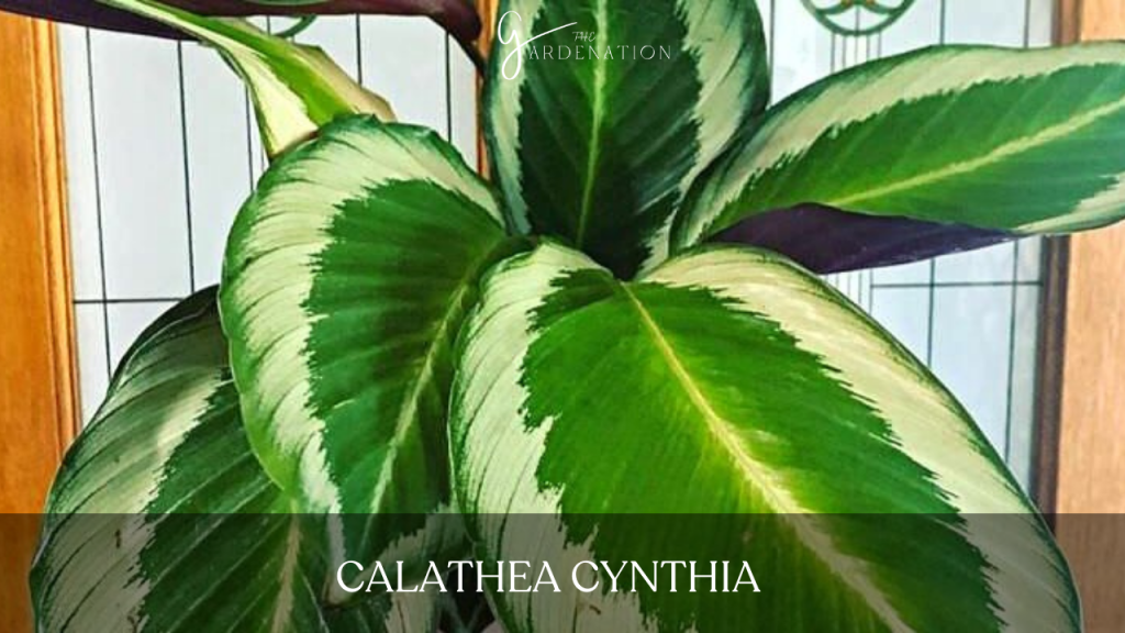 Calathea Cynthia