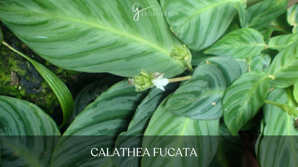 Calathea Fucata