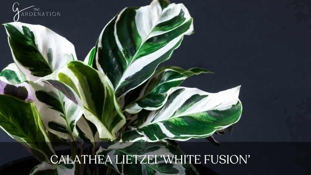 Calathea Lietzei ‘White Fusion’
