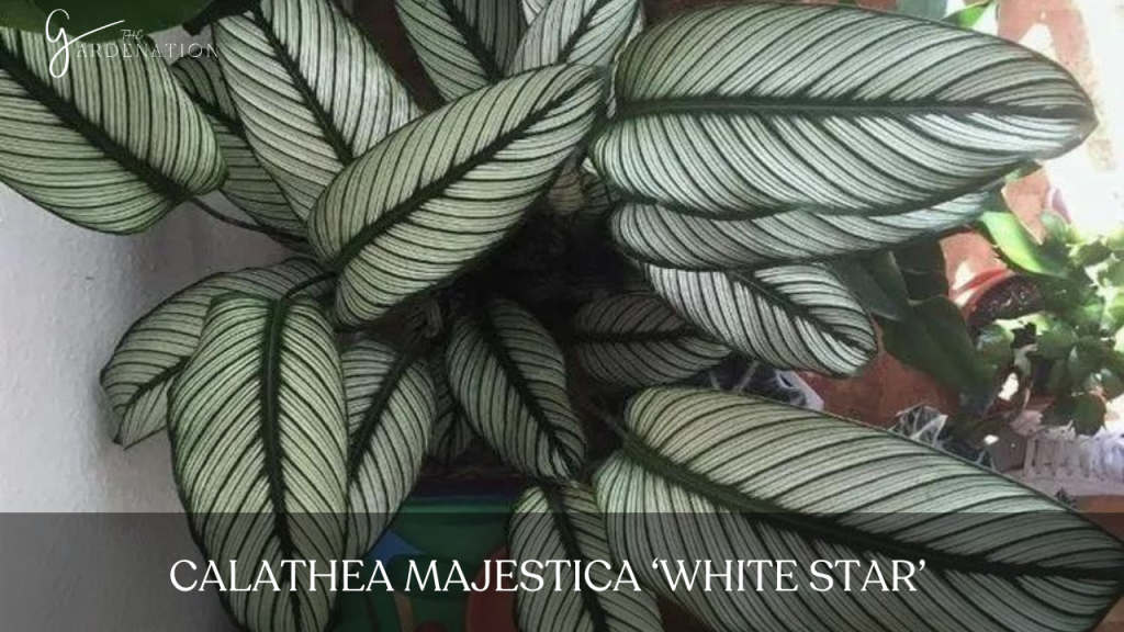 Calathea Majestica ‘White Star’