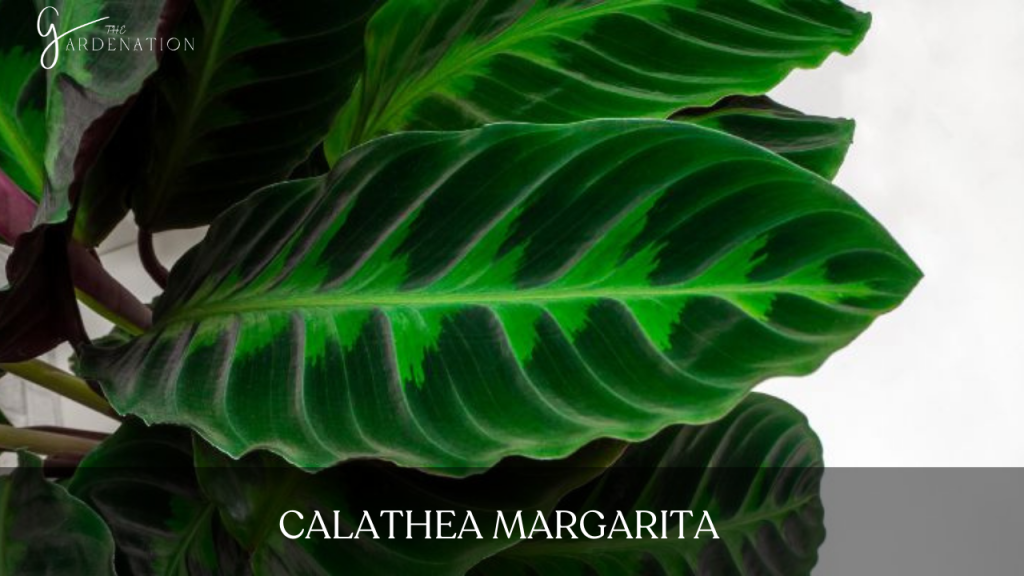 Calathea Margarita