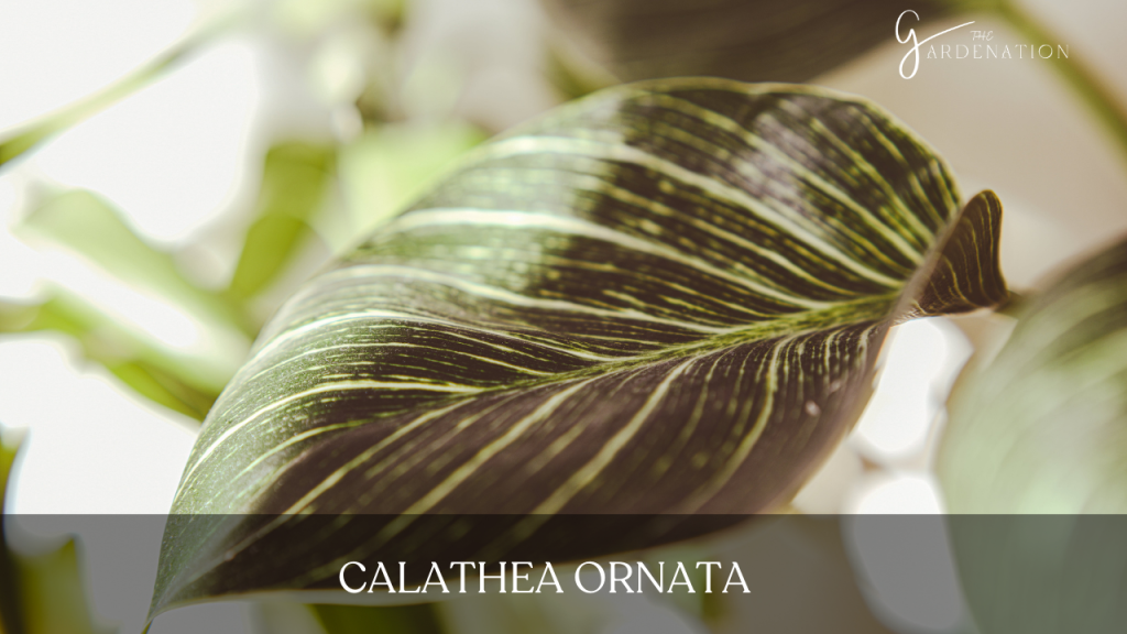 Calathea Ornata 
