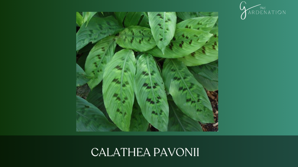  Calathea Pavonii  