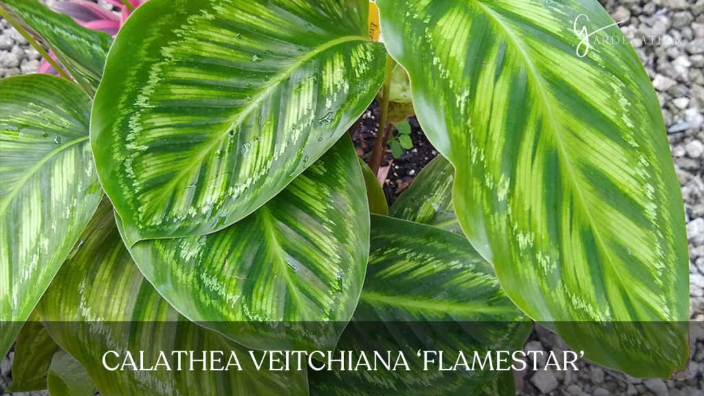 Calathea Veitchiana ‘Flamestar’