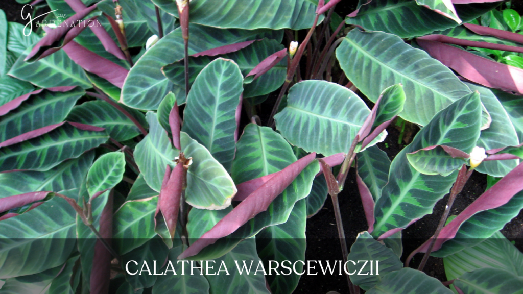 Calathea Warscewiczii  