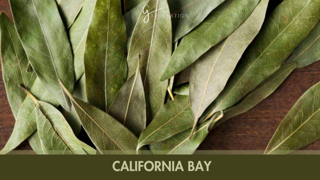  California Bay (Umbellularia californica)  