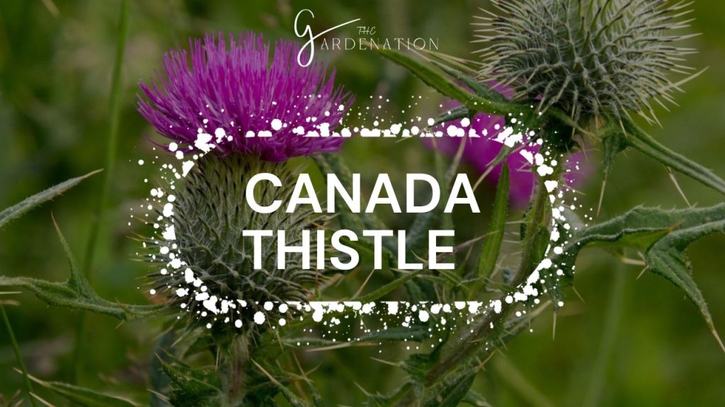 Canada Thistle  