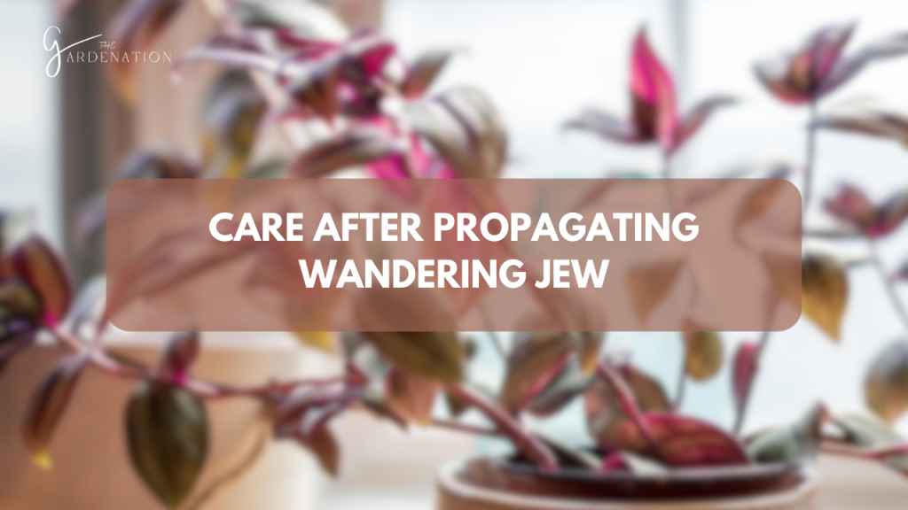 Care After Propagating Wandering Jew