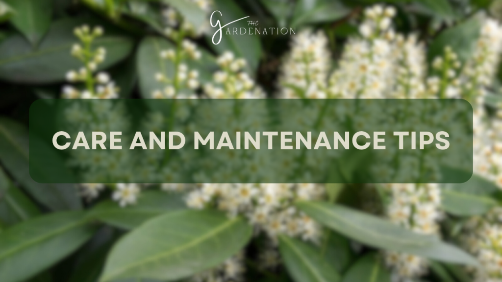 Care and Maintenance Tips  