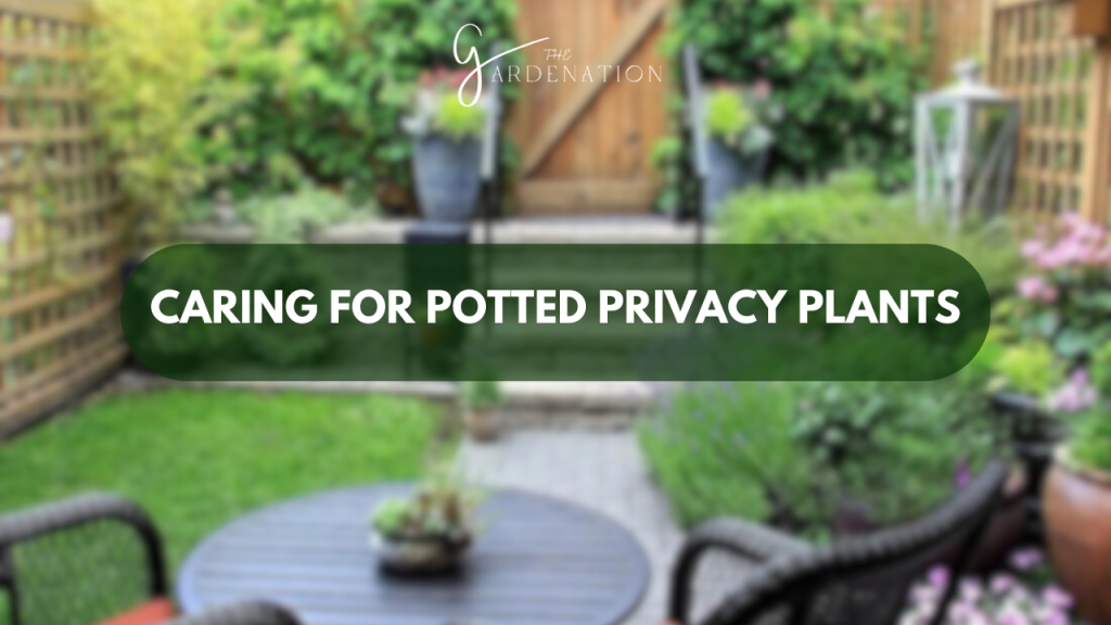Caring for Potted Privacy Plants BY THE GARDENATION