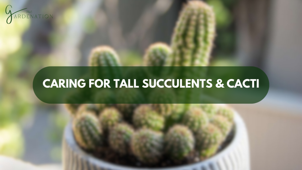 Caring for Tall Succulents and Cacti by the gardenation