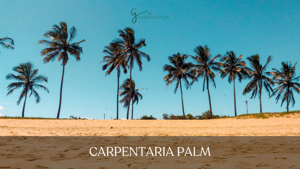 Carpentaria Palm 