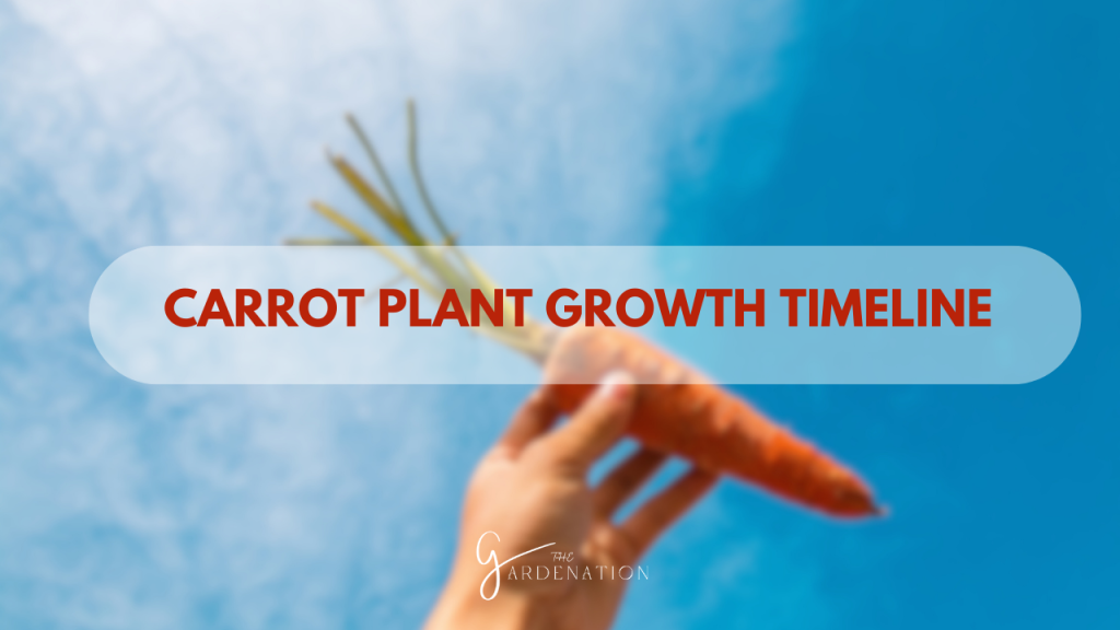 Carrot Plant Growth Timeline 