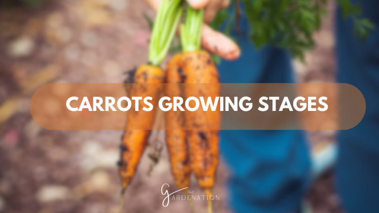 Carrots-Growing-Stages