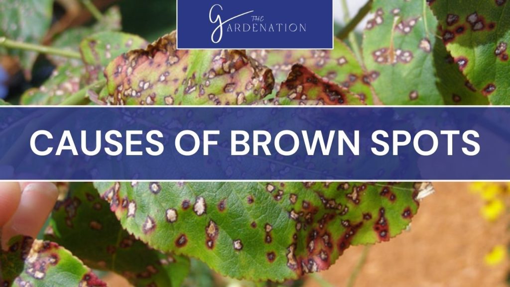 Causes of Brown Spots Brown Spots On Snake Plant