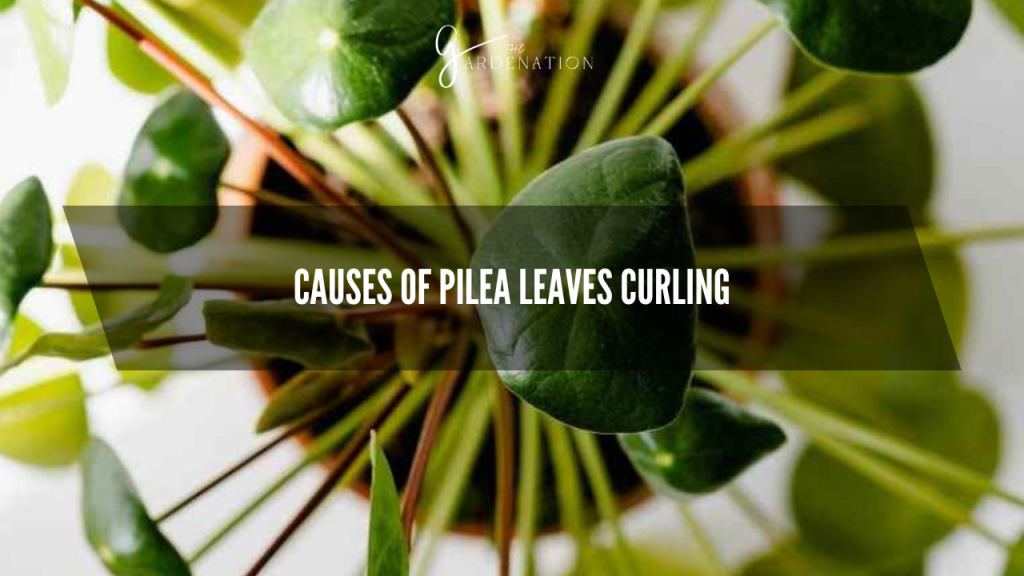 Causes of Pilea Leaves Curling