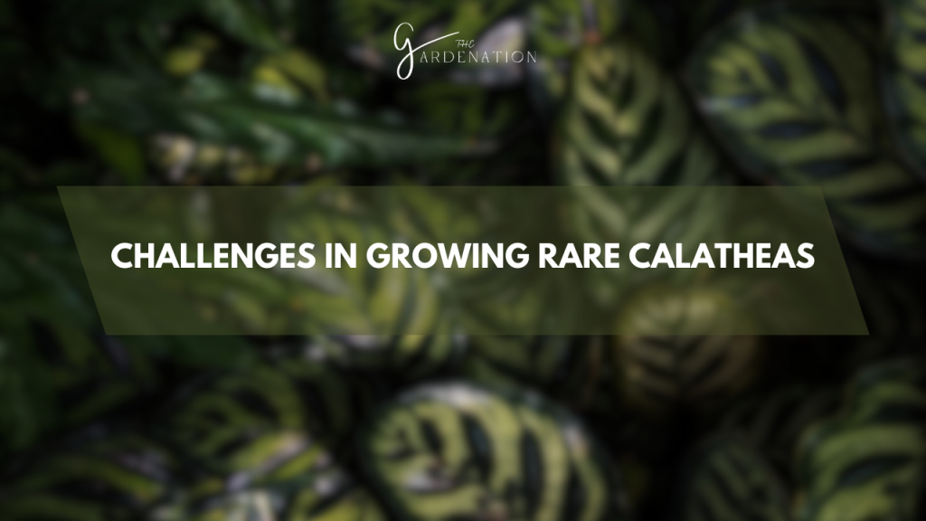 Challenges in Growing Rare Calatheas   