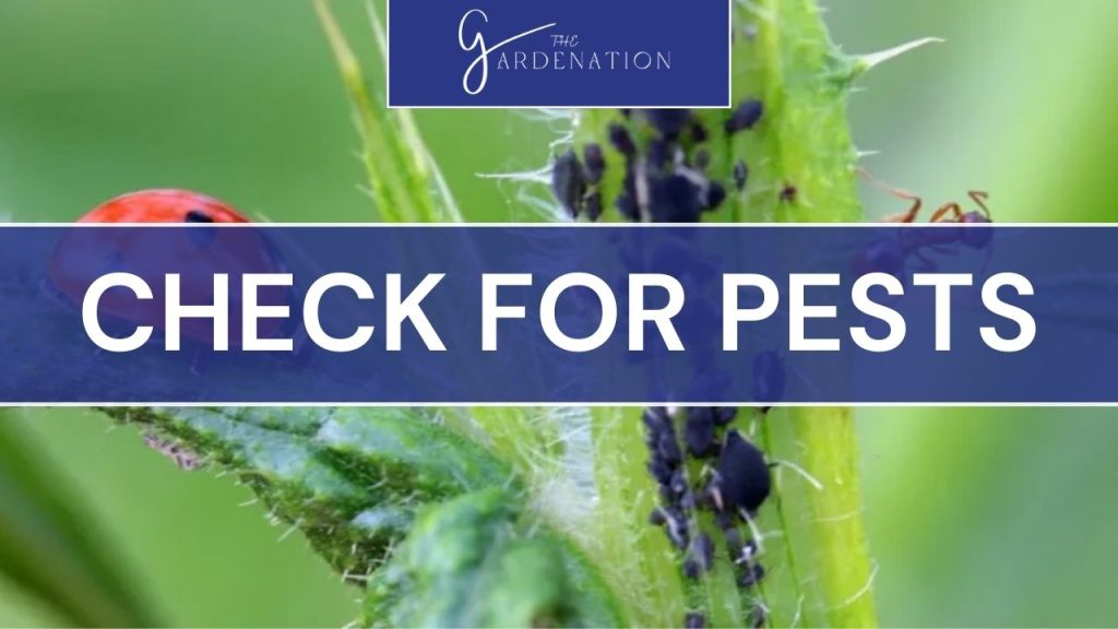 Check for Pests  