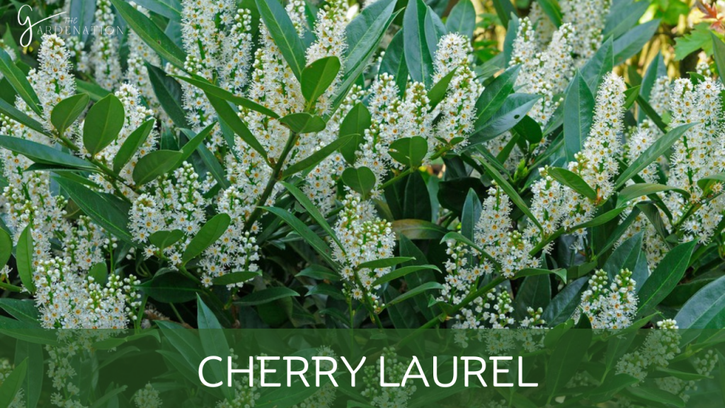 Cherry Laurel by the gardenation