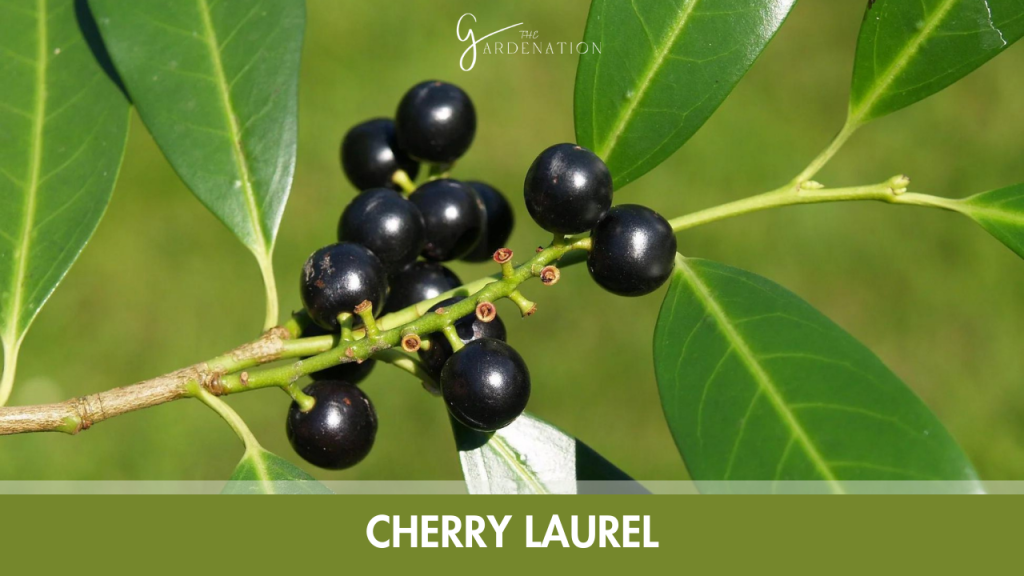 Cherry Laurel (Prunus laurocerasus)