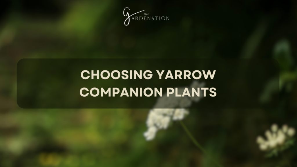  Choosing Yarrow Companion Plants 