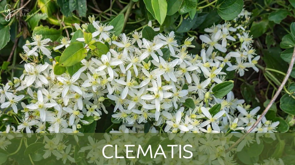 Clematis by the gardenation