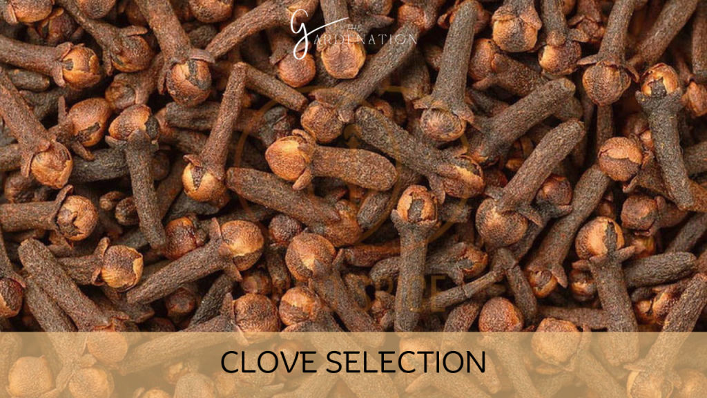 1. Clove Selection