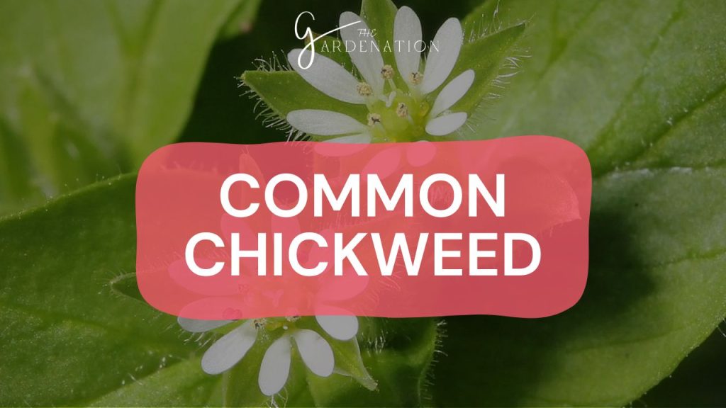 Common Chickweed (Stellaria media)