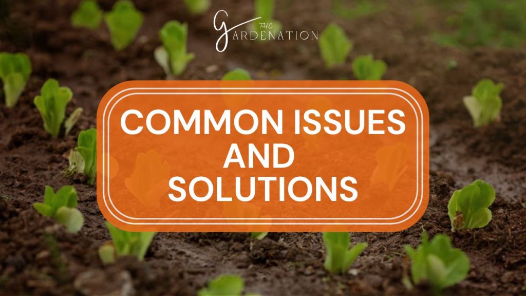 Common Issues and Solutions