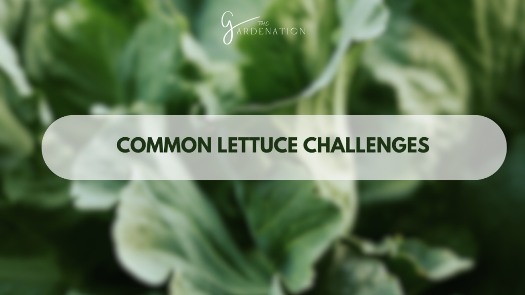 Common Lettuce Challenges