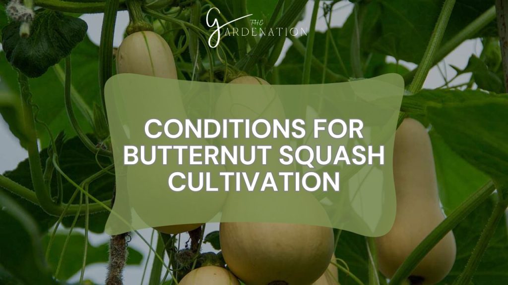 Conditions for Butternut Squash Cultivation