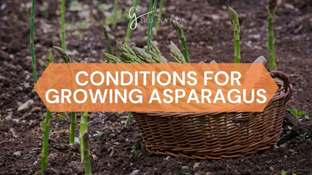  Conditions for Growing Asparagus