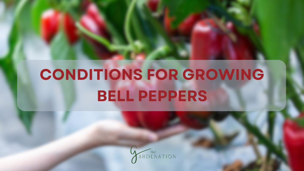 Conditions for Growing Bell Peppers