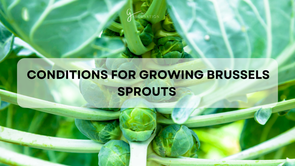  Conditions for Growing Brussels Sprouts 