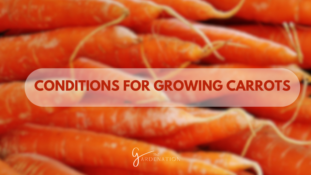 Conditions for Growing Carrots