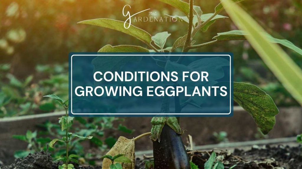 Conditions for Growing Eggplants