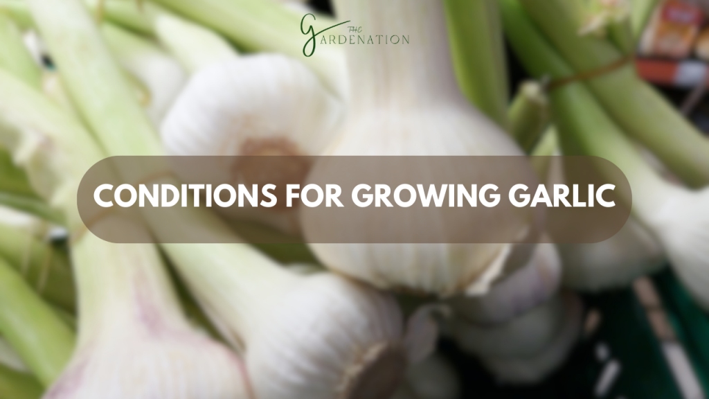 Conditions for Growing Garlic
