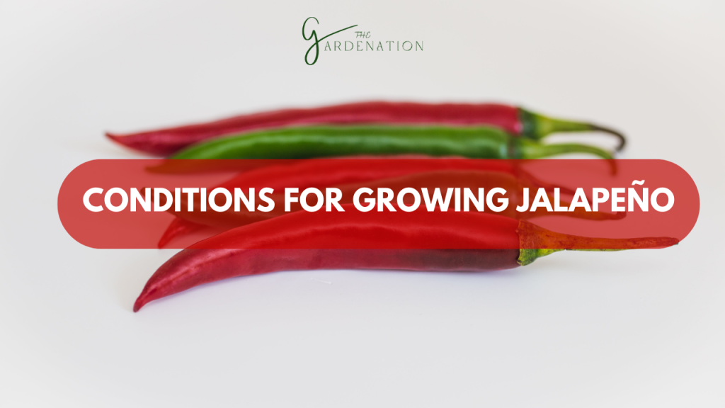 Conditions for Growing Jalapeño by the gardenation