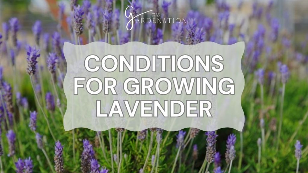Conditions for Growing Lavender