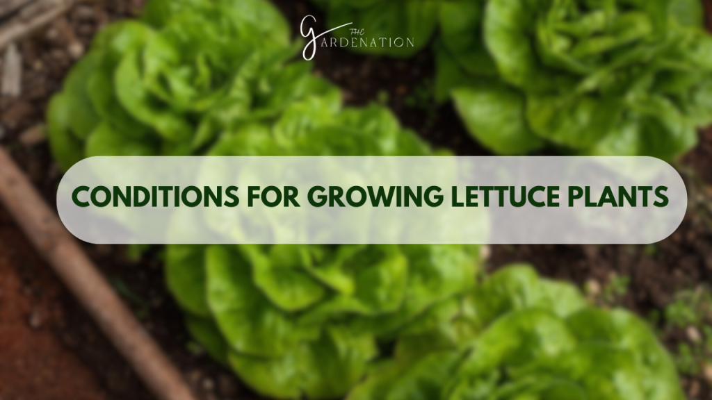 Conditions for Romaine Lettuce Growing Stages Lettuce Plants